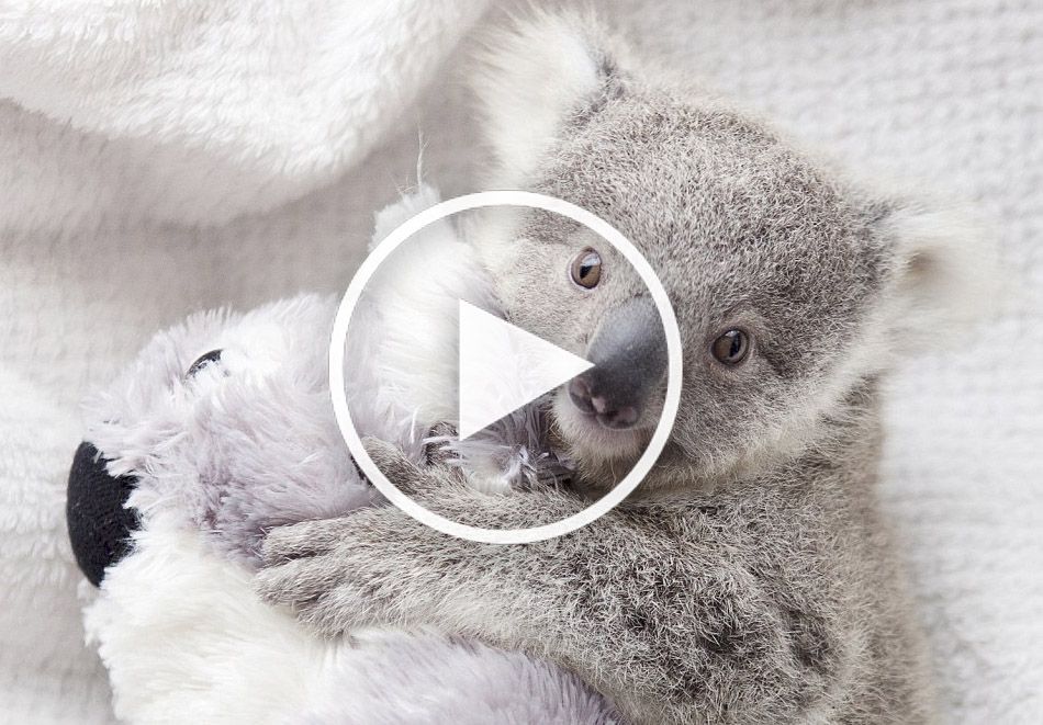 Il video del baby Koala che ha commosso il mondo