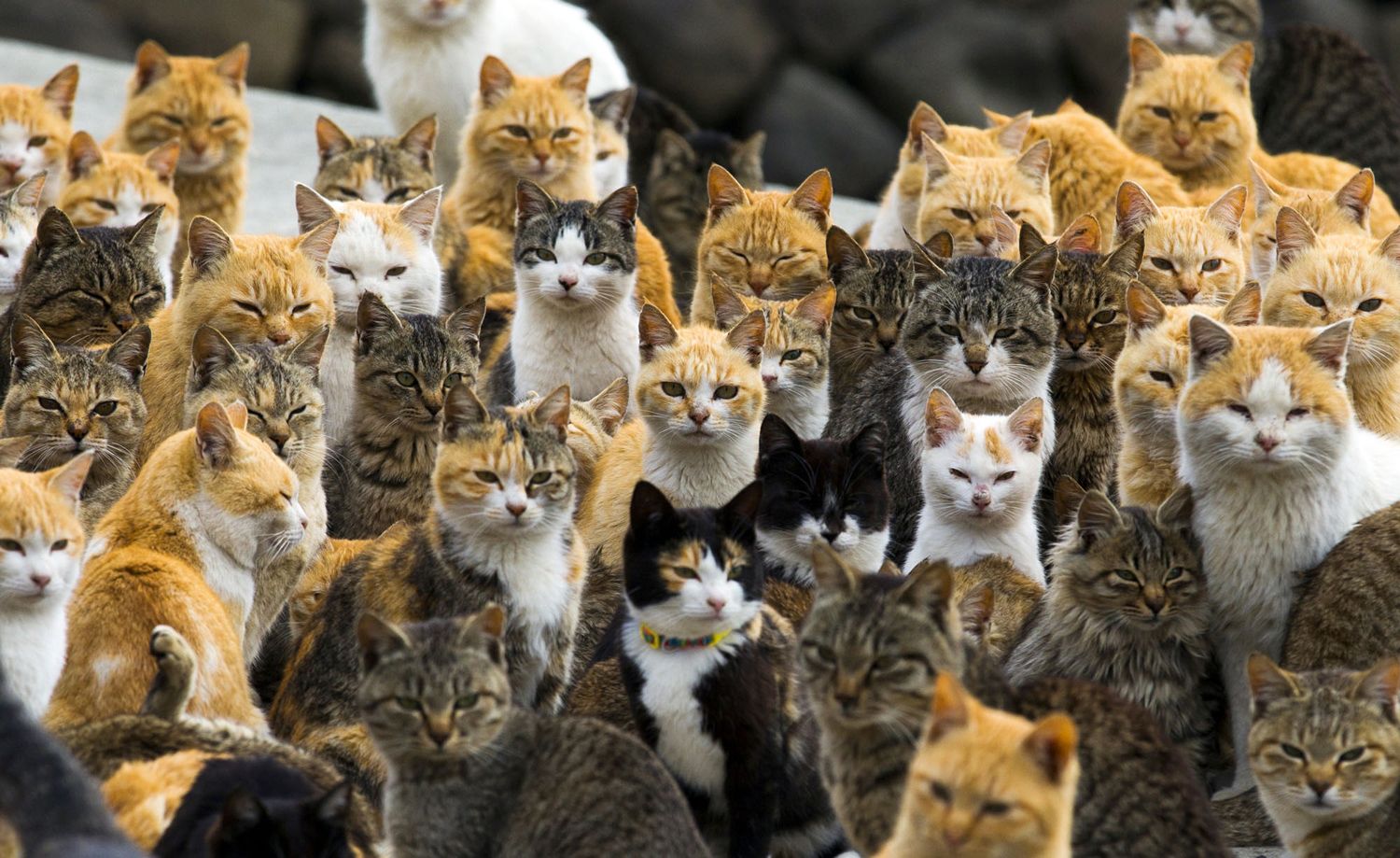 le-città-dei-gatti