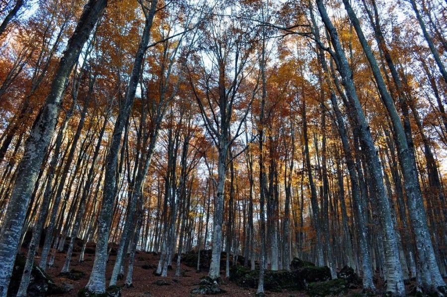 monte amiata faggeta 2