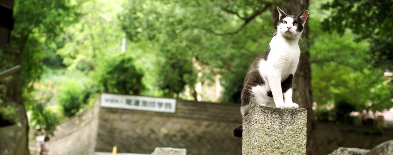 Cat Street View, e osservi il Giappone con gli occhi di un gatto
