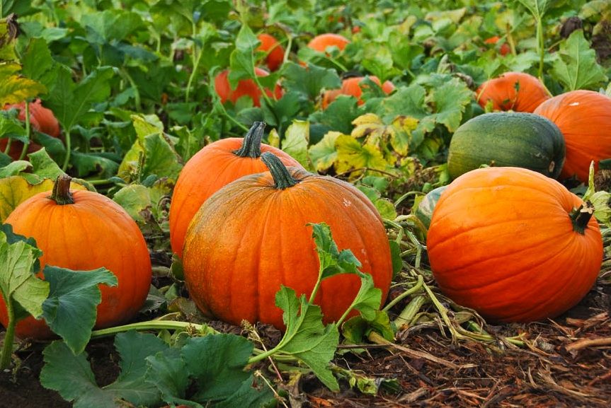 Pumpkin Patch