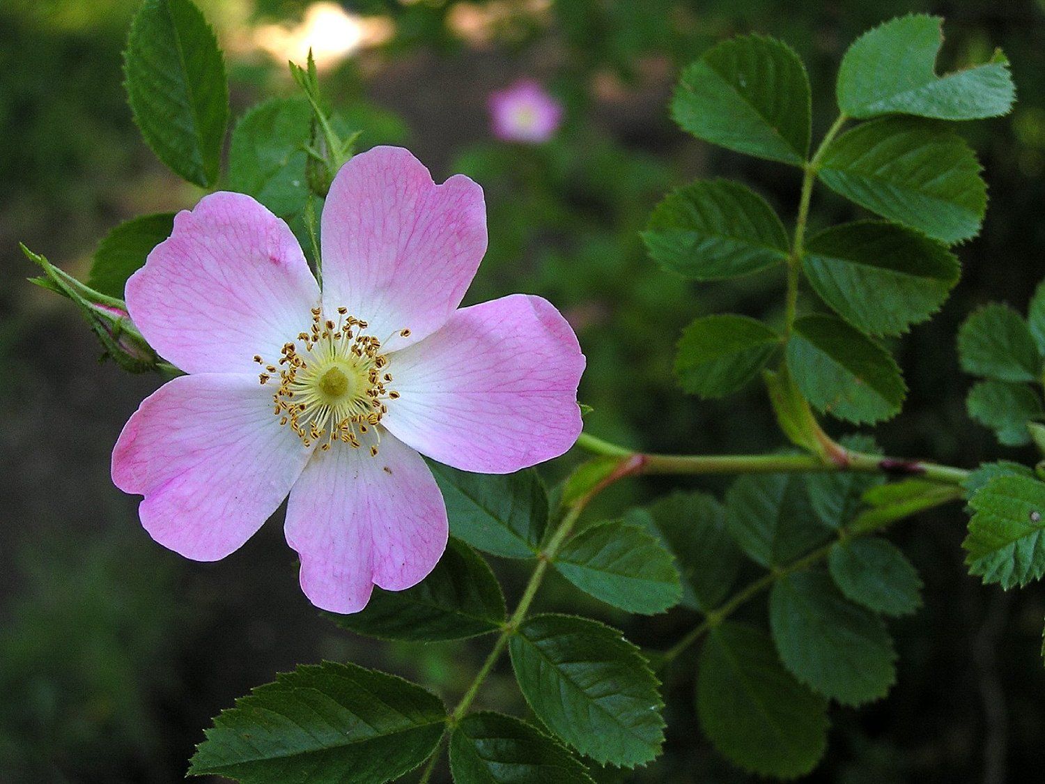 I benefici della Rosa Mosqueta