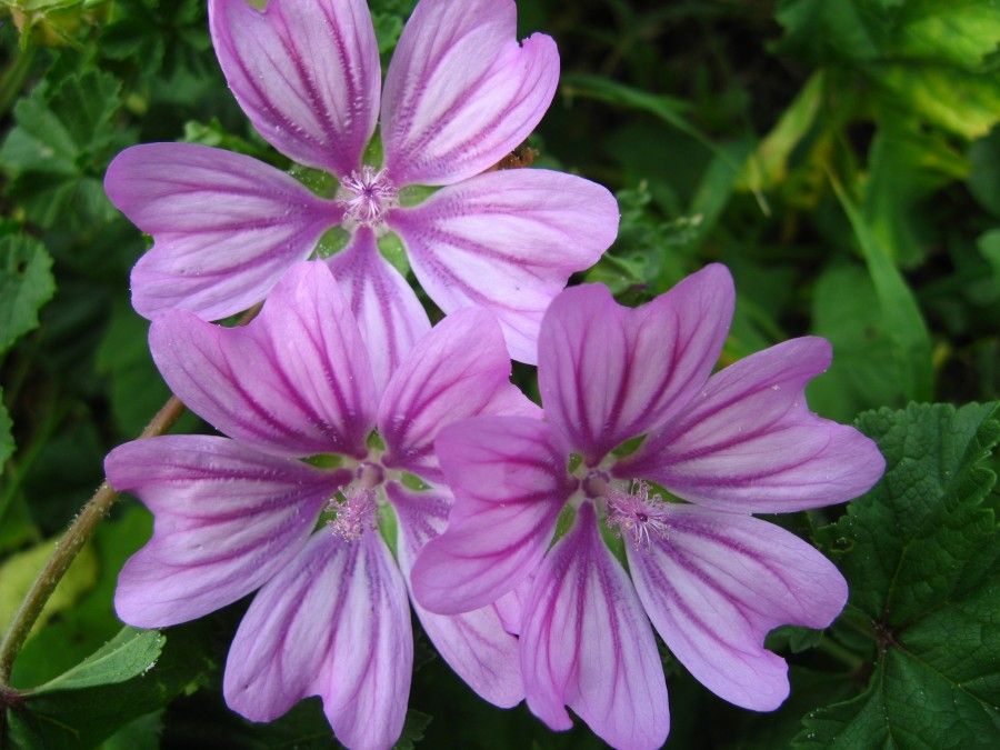 Malva