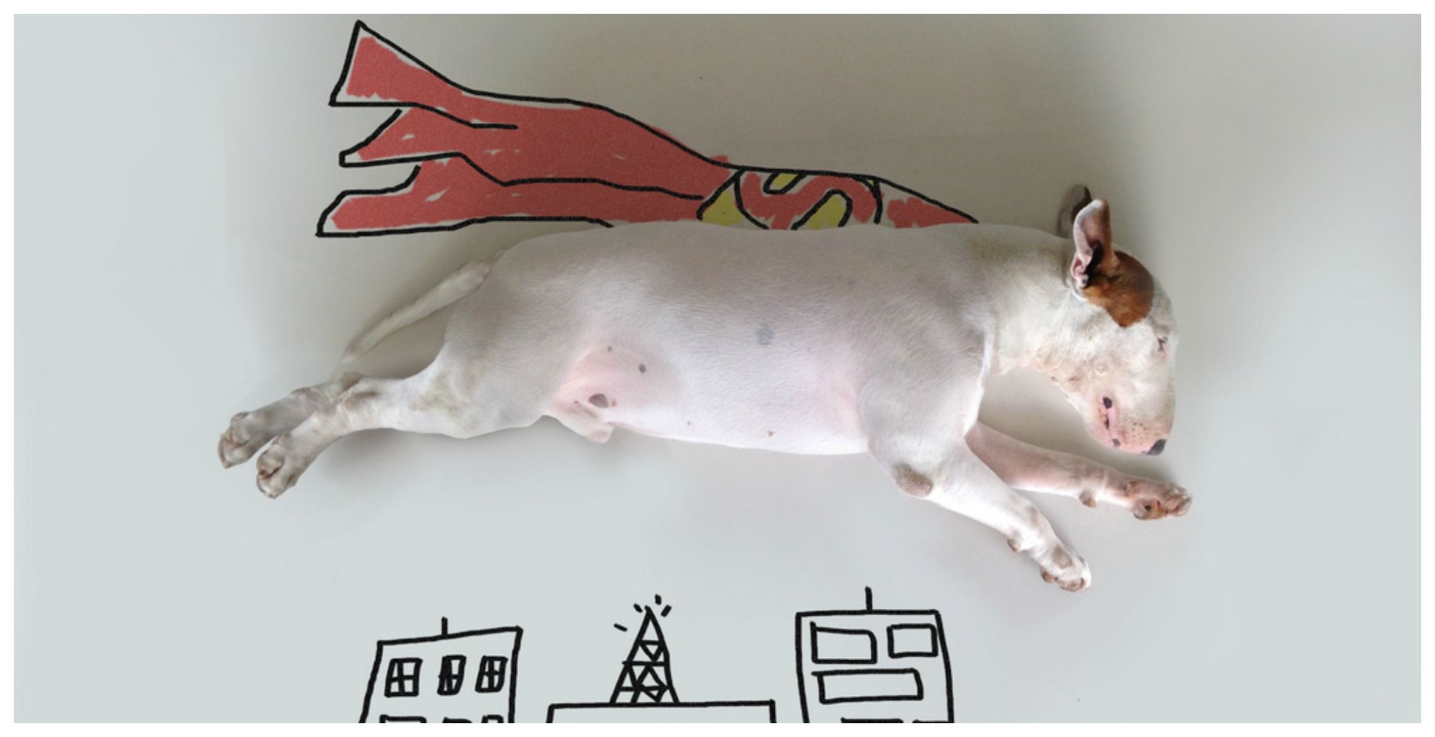 Jimmy Choo: il bull terrier super star