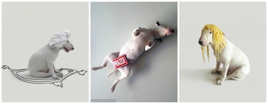 jimmy-choo-bull-terrier-super-star