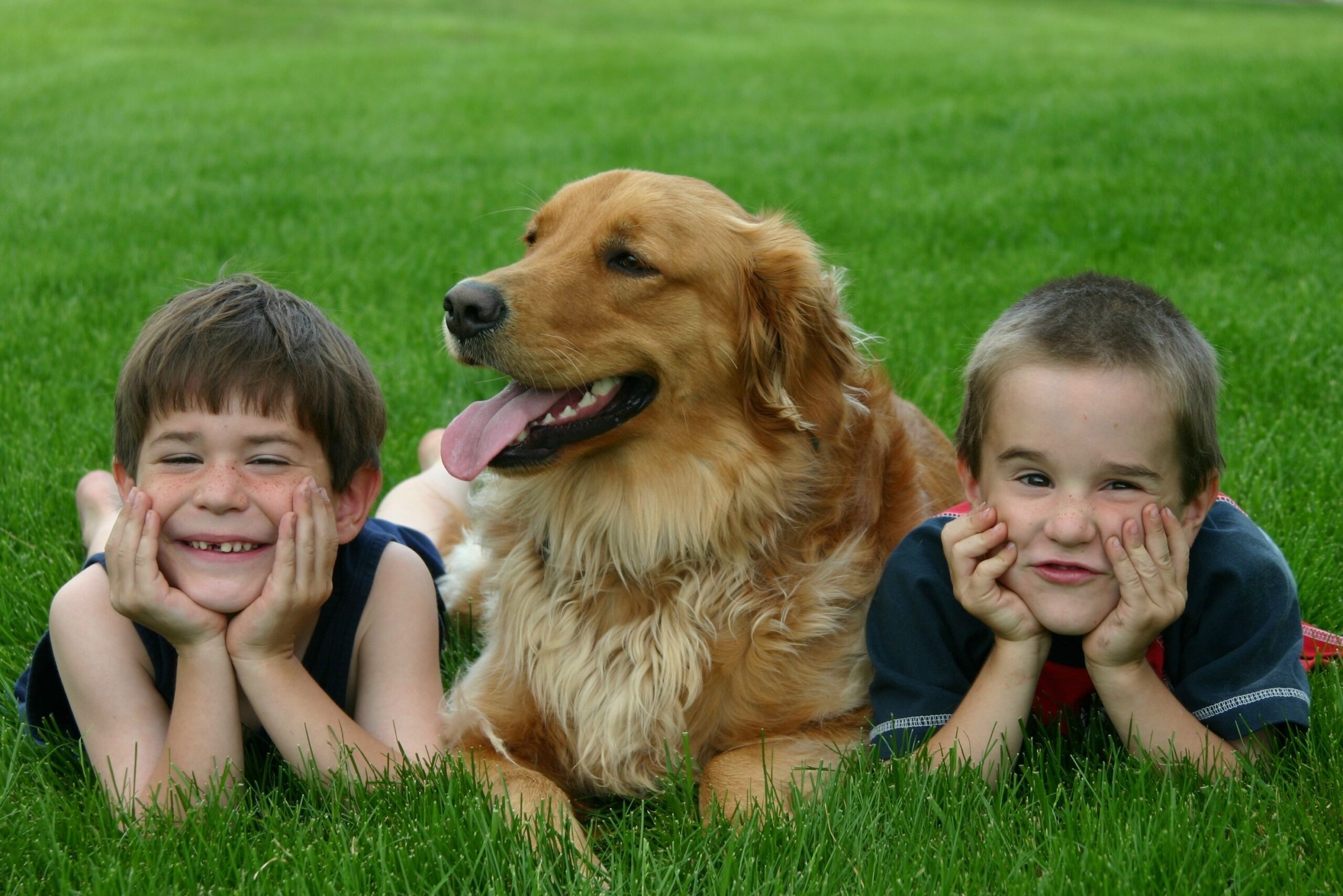 Quando i cani non vogliono che i bimbi vadano a scuola