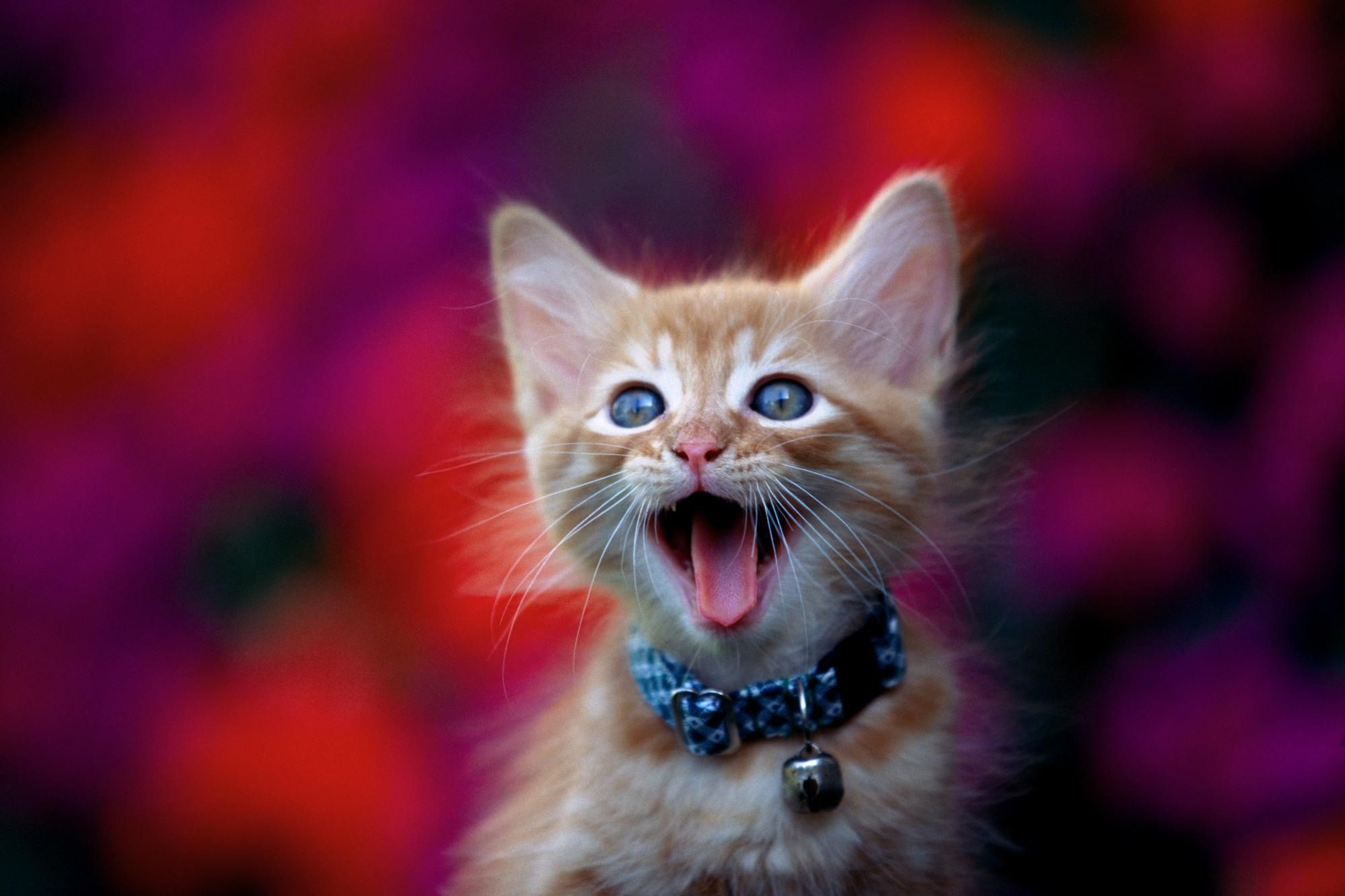 8 cose che fanno felici i gatti