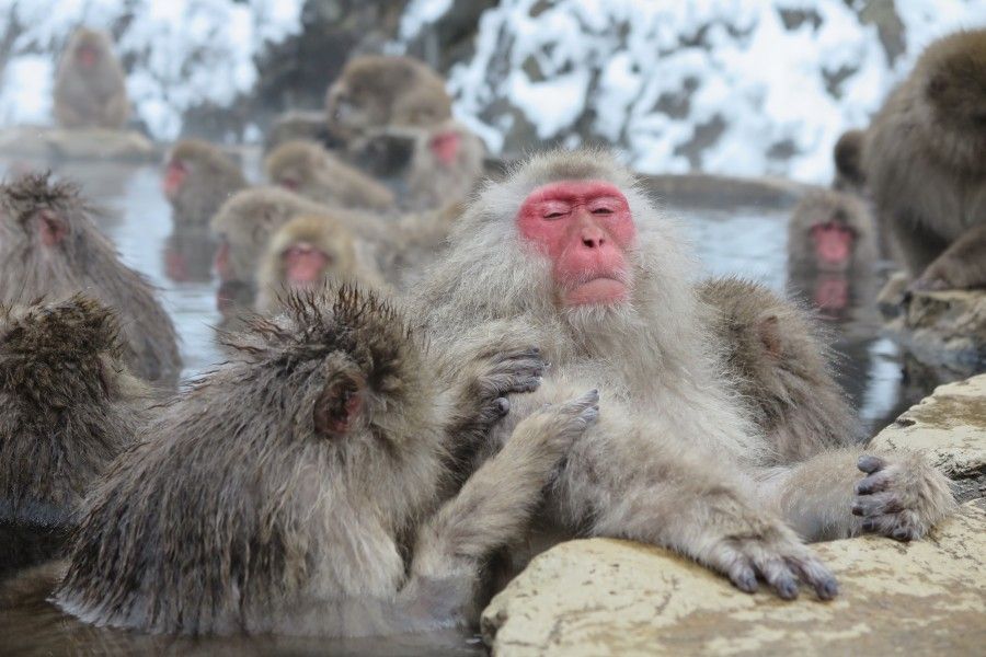 Perchè visitare il Giappone in inverno