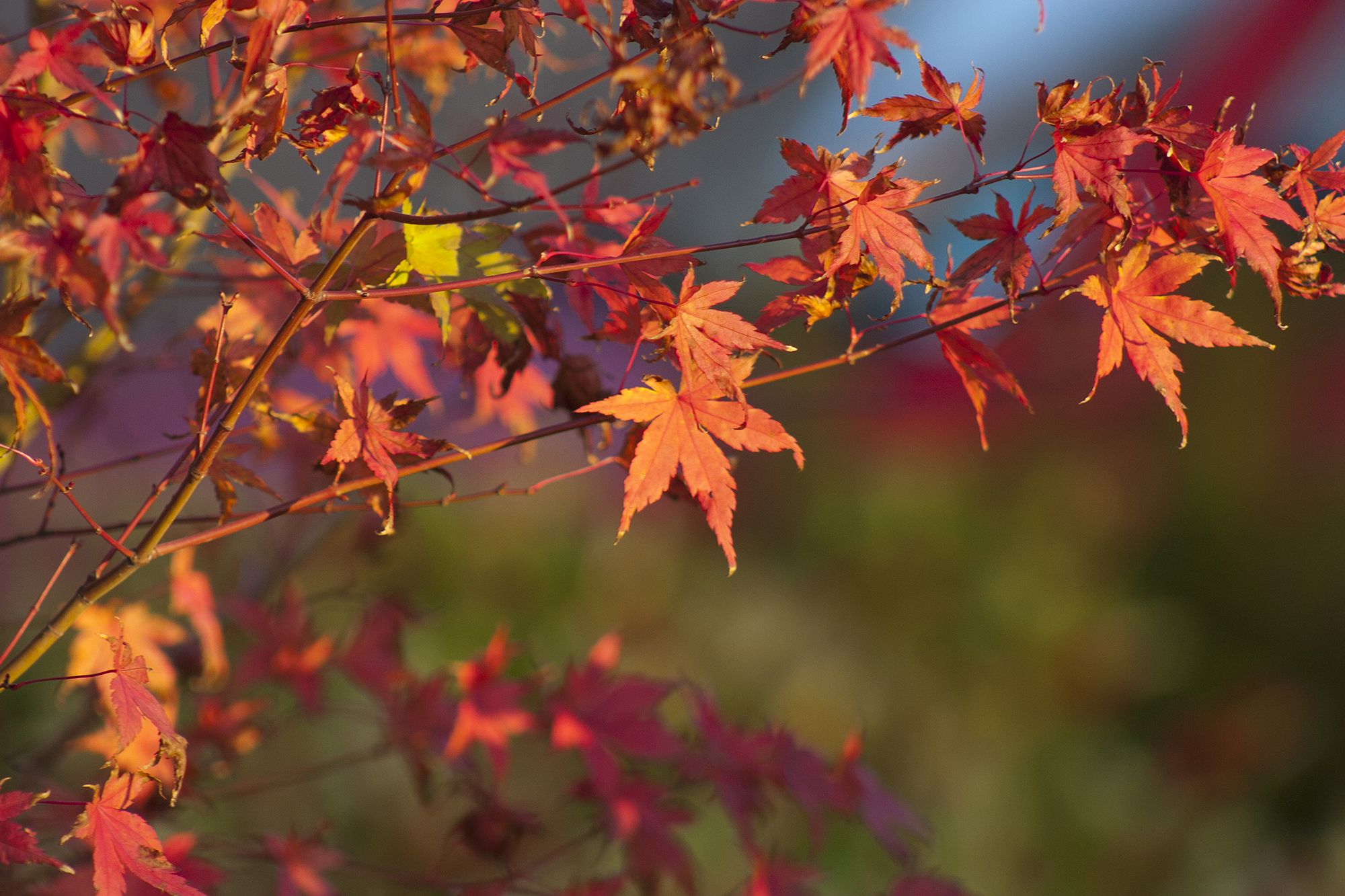 Giardinaggio, i 5 consigli per ottobre