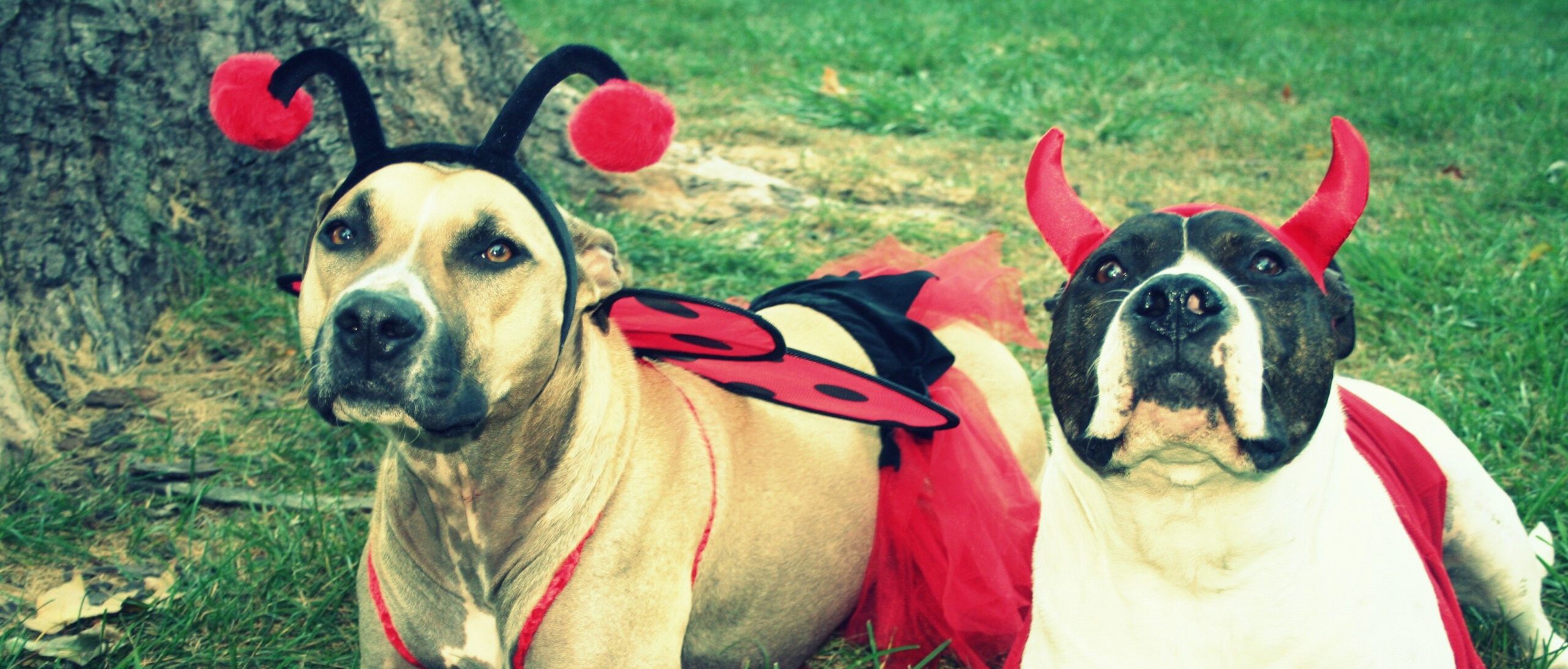 Halloween: quando la festa contagia anche i cani