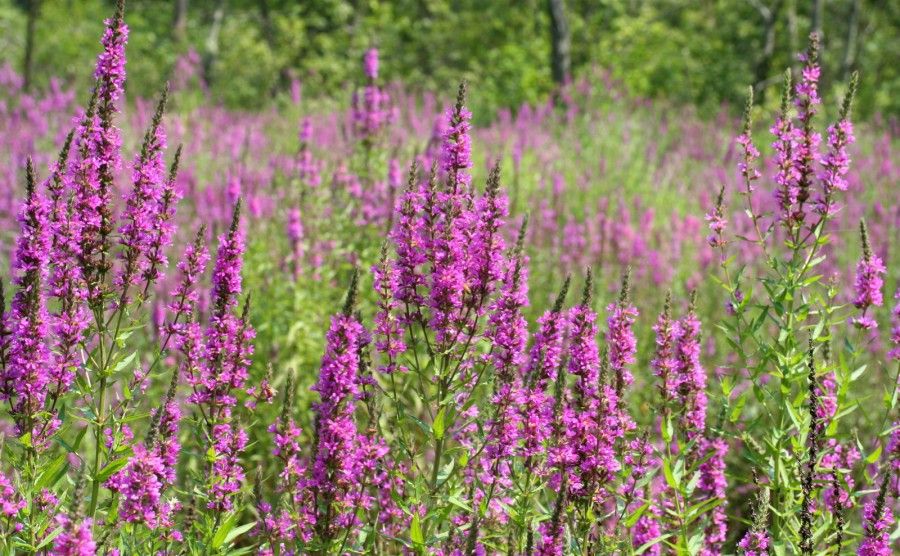 salicaria