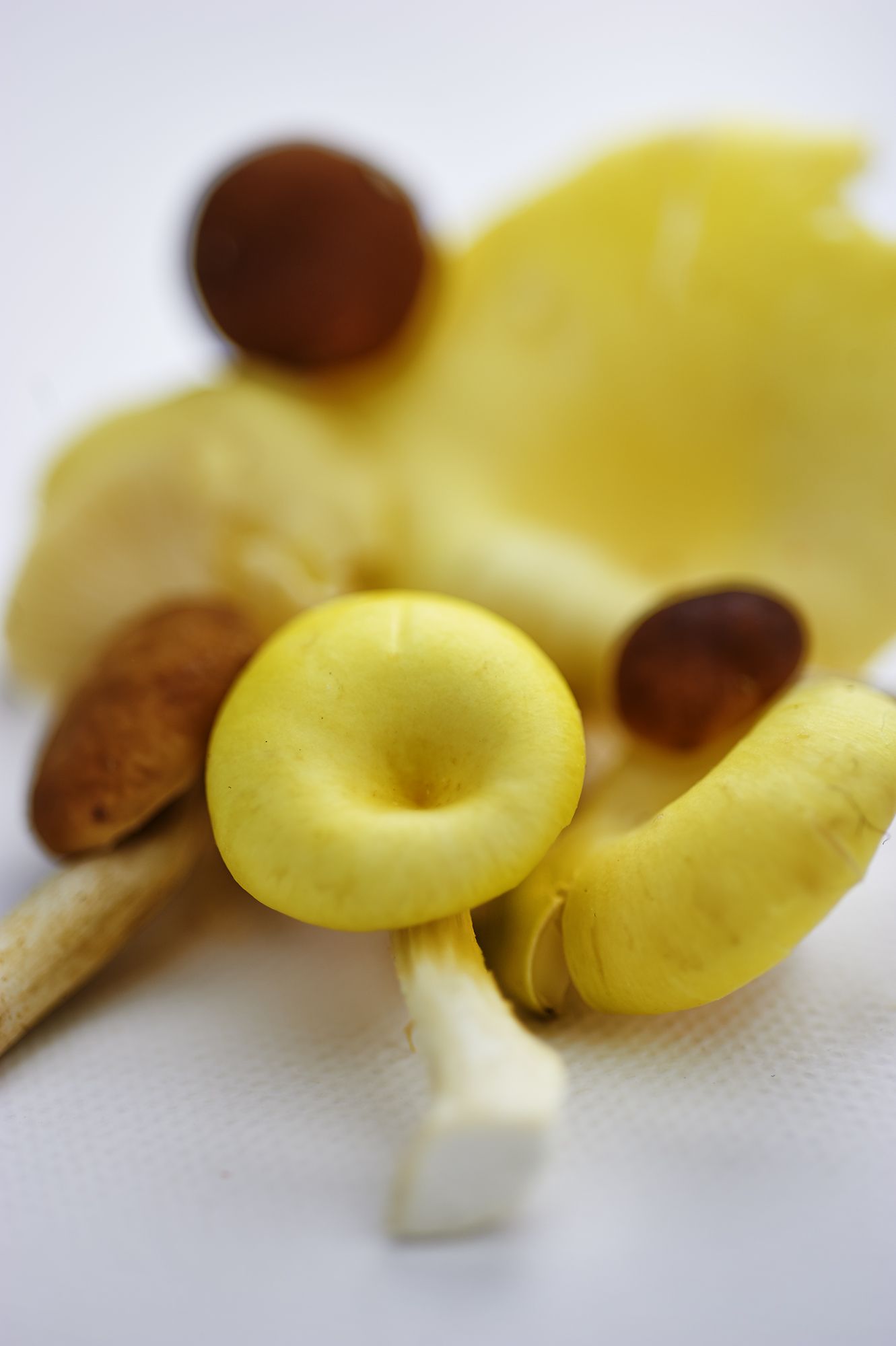 spaghetti di carote ai funghi 2 copia