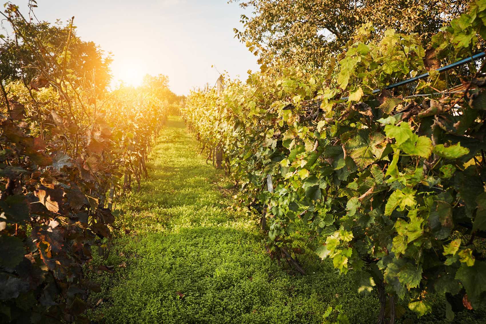 In Francia per un weekend d’autunno: le strade dei vini