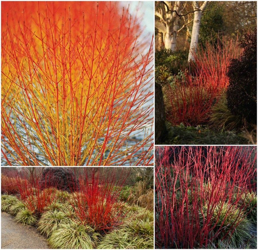 2 cornus sanguinea winter flame