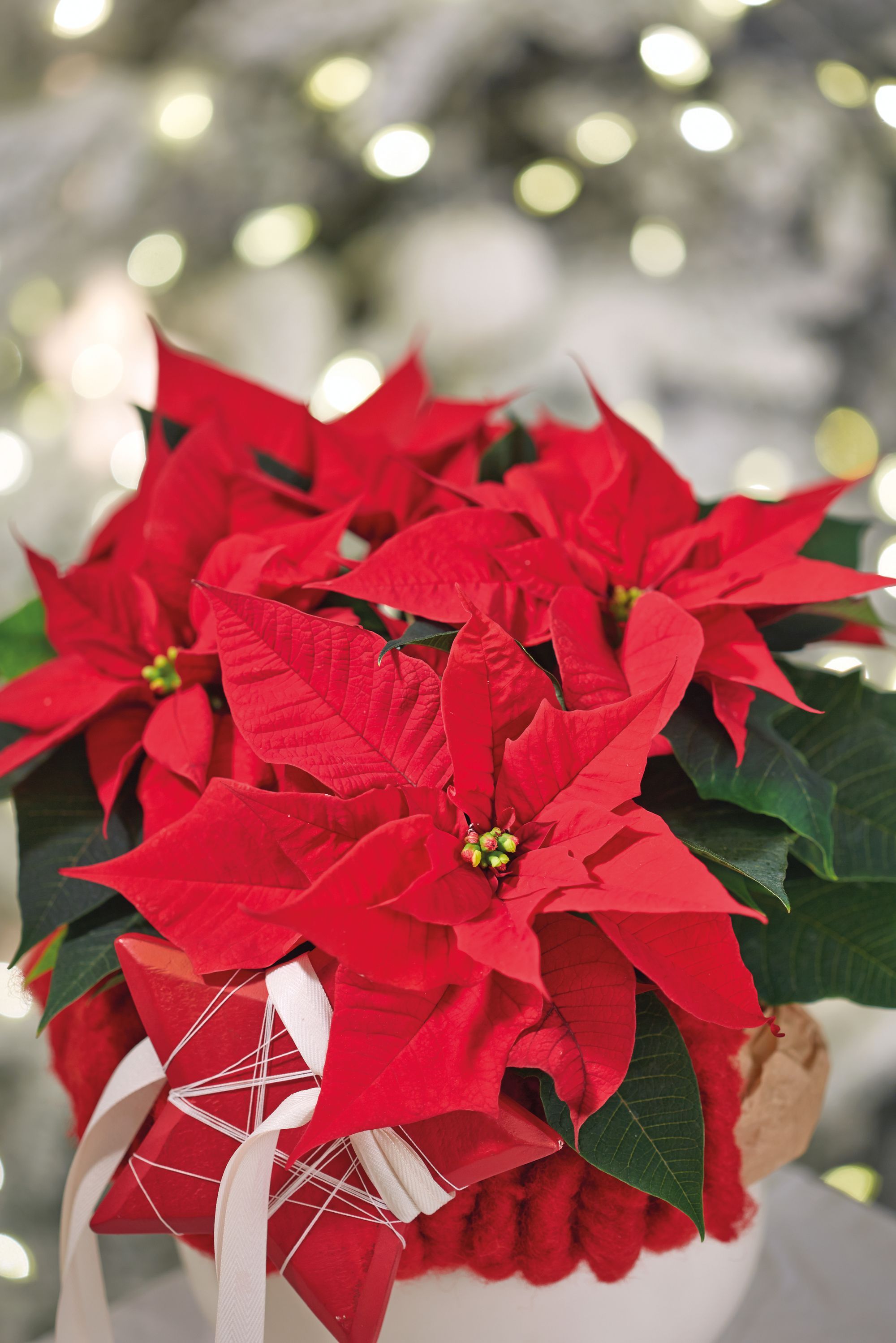 2015-poinsettia-close-up-bagliore-it