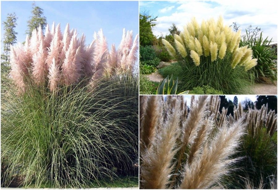 3 cortaderia