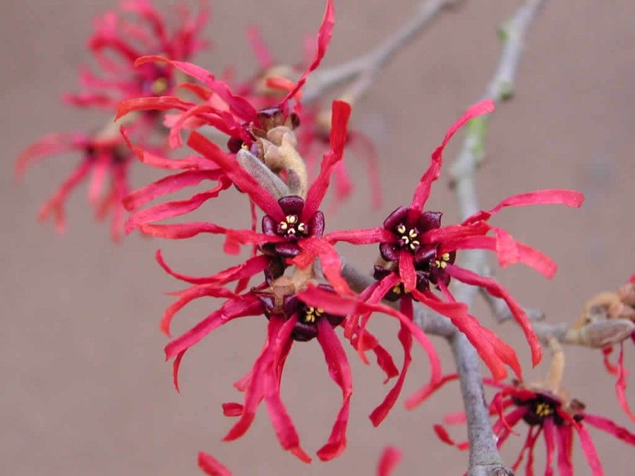 4 Hamamelis_X_intermedia_7