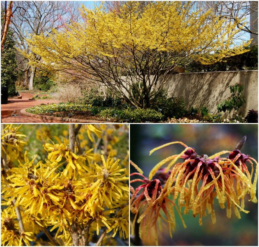 4 hamamelis