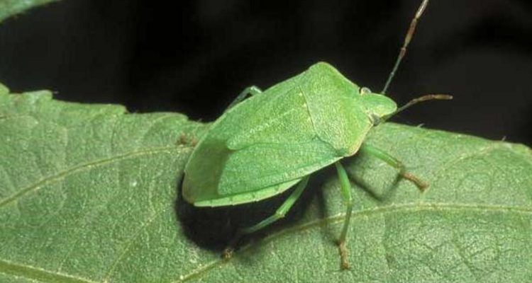 Come eliminare le cimici: trucchi e prodotti per ...