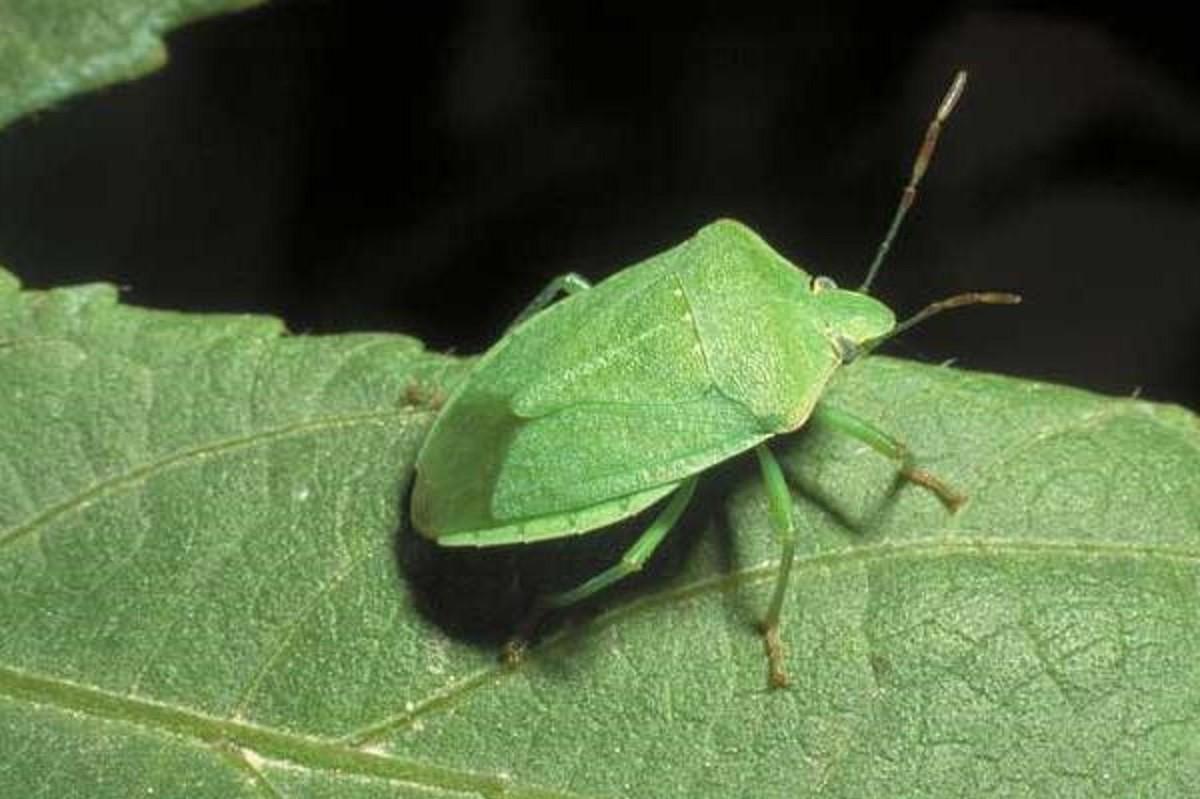 Come eliminare le cimici da casa in modo naturale