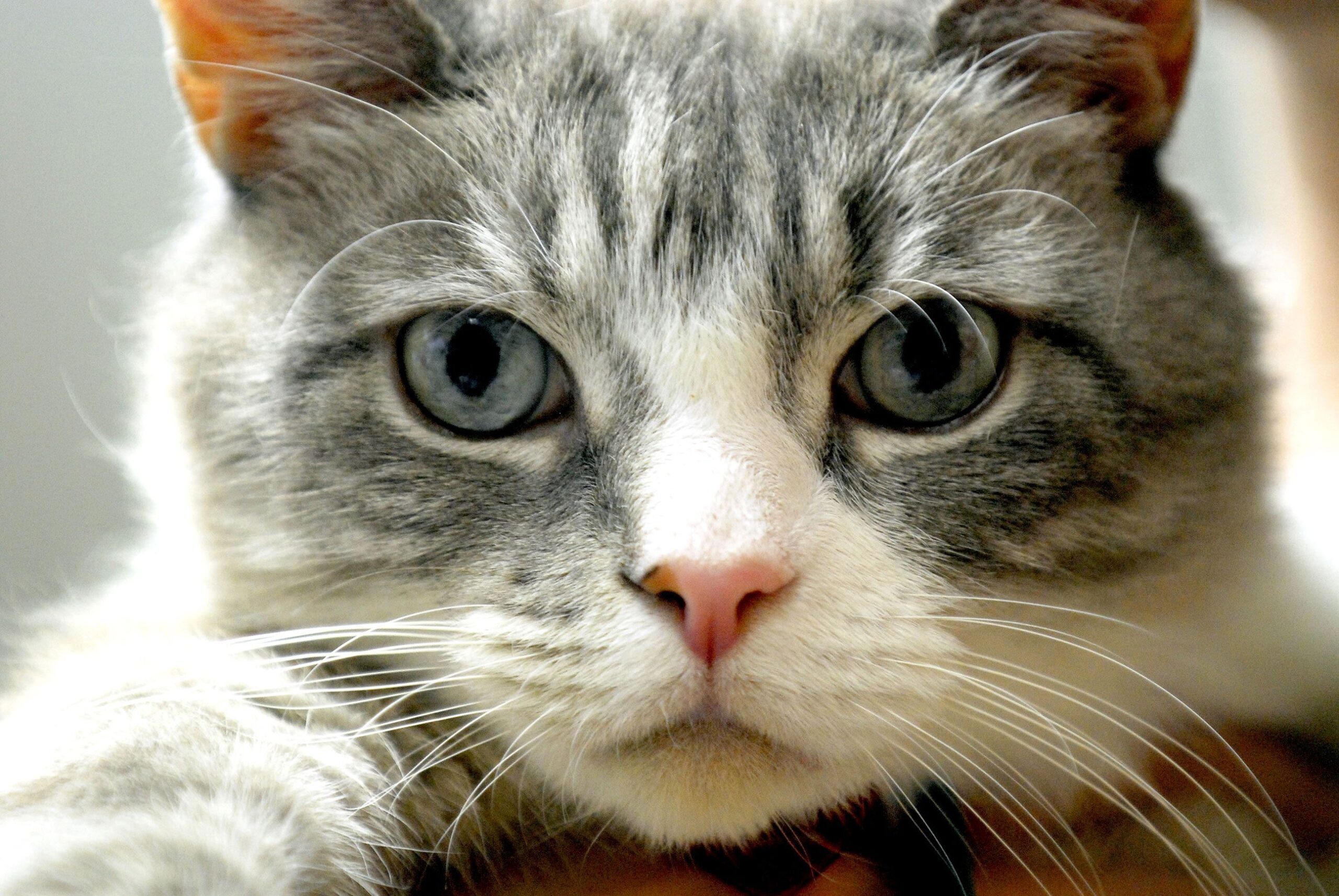 Gatti terrorizzati dai cetrioli: impazzano i video su Youtube