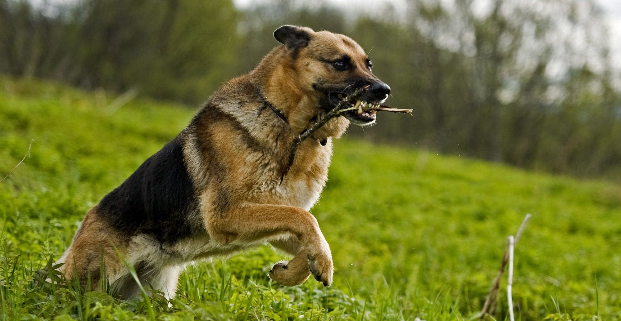 Diesel, il cane morto a Parigi durante gli attacchi di St Denis