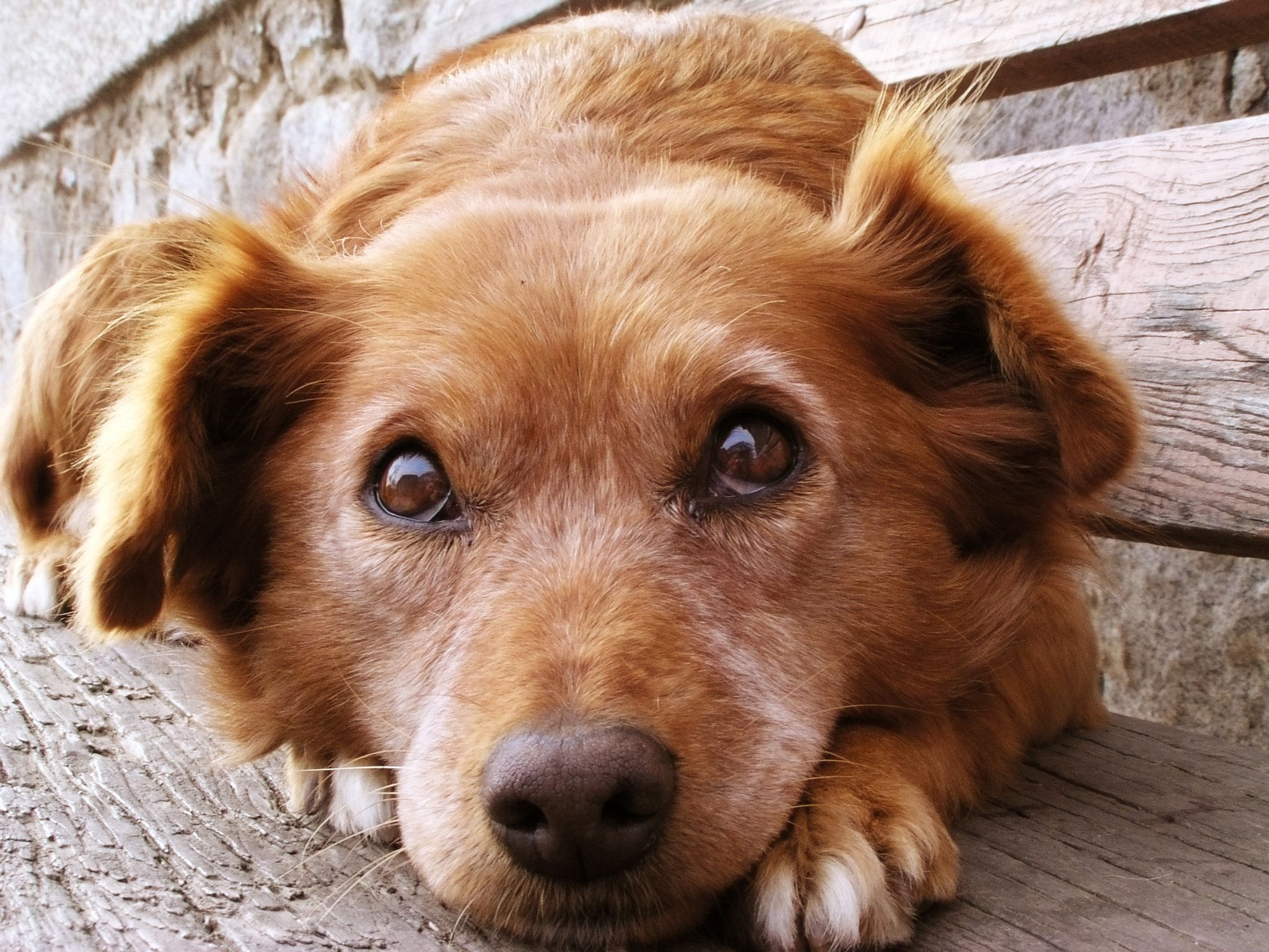 La vita vista da un cane: come vedere il mondo con occhi nuovi