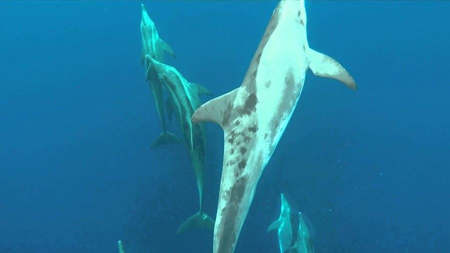 In Vacanza sulle orme degli animali