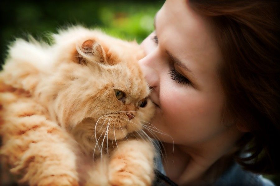 Young woman with Persian cat playing. Outdoors portrait