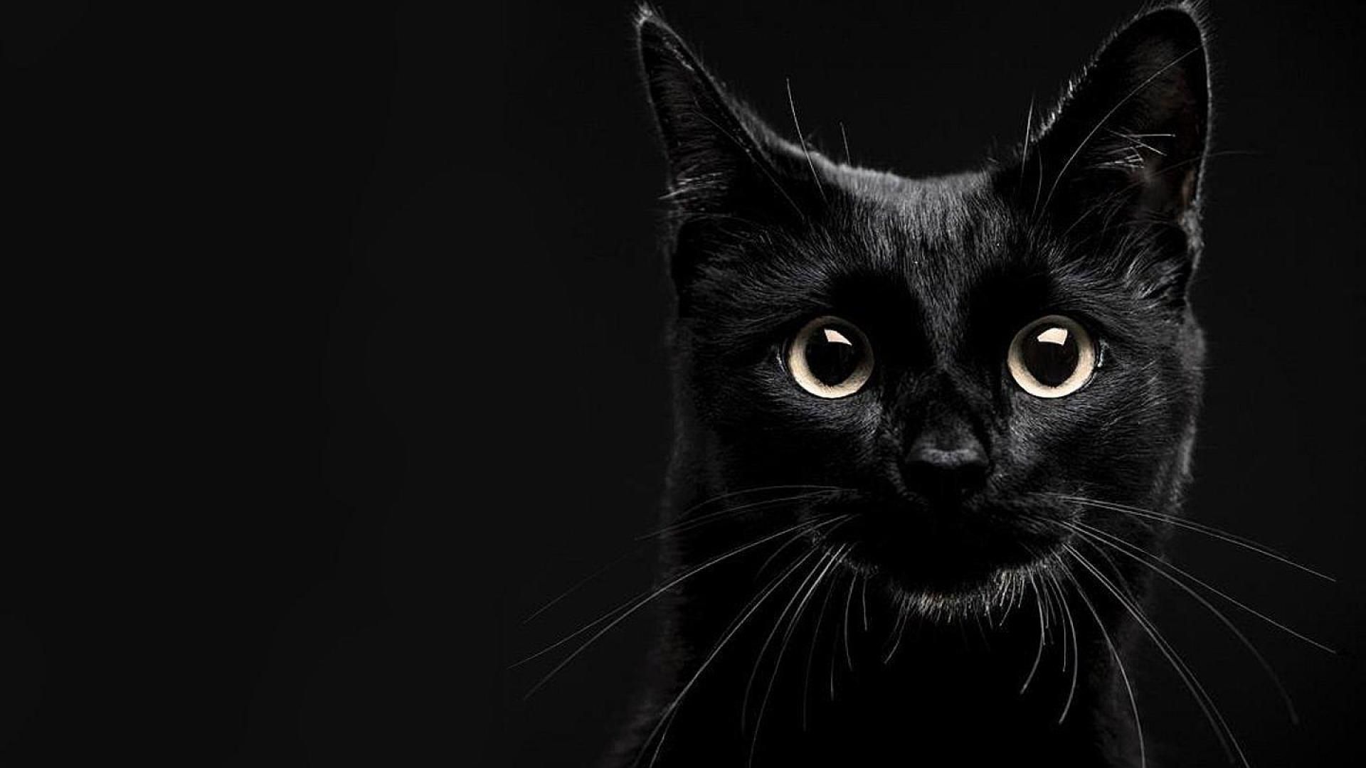 10 accessori per amanti dei gatti neri