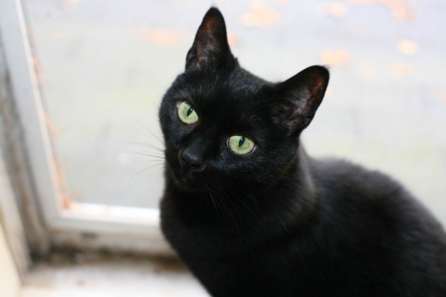 gatto-nero1