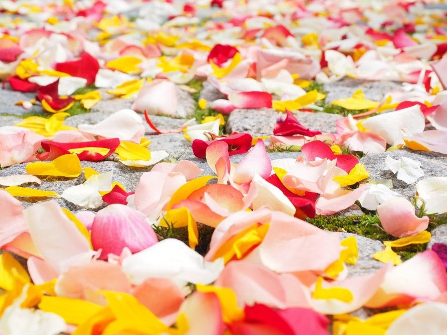 rose-petals-693570_1280