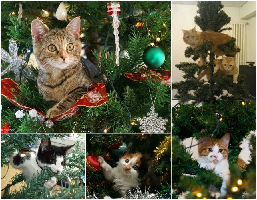 10 cats tree