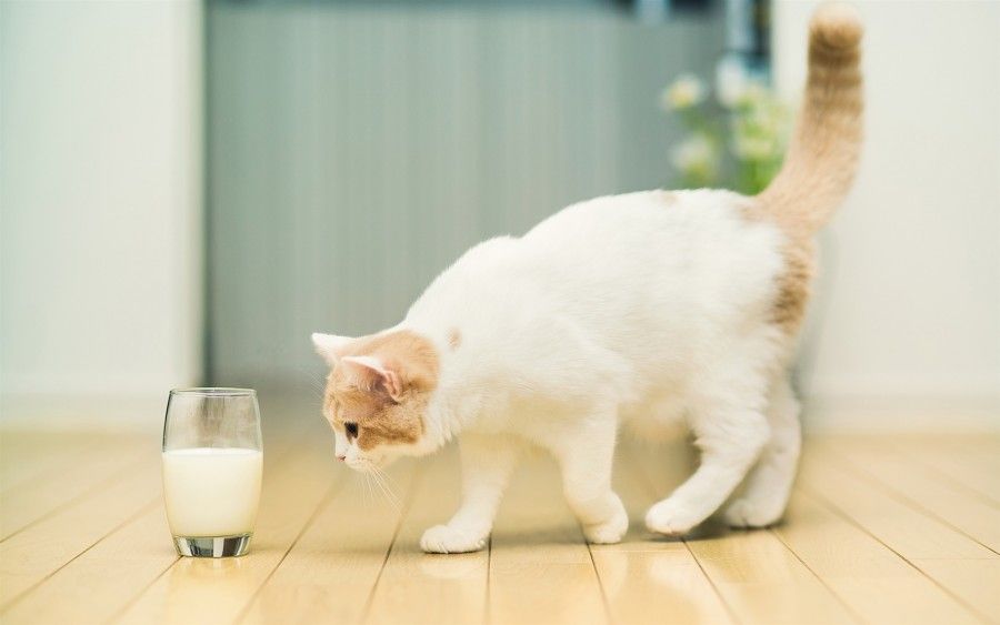 Cat-want-to-drink-milk_1680x1050