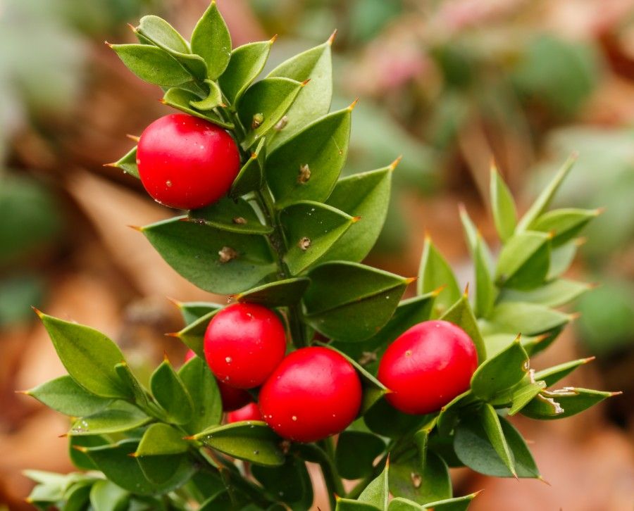 Ruscus_aculeatus