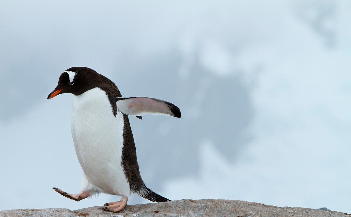 camminare-sul-ghiaccio-pinguino