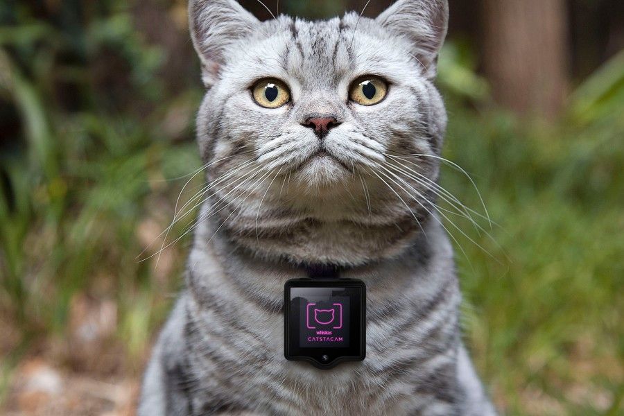 catstacam-allows-your-cat-to-take-instagram-photos-1