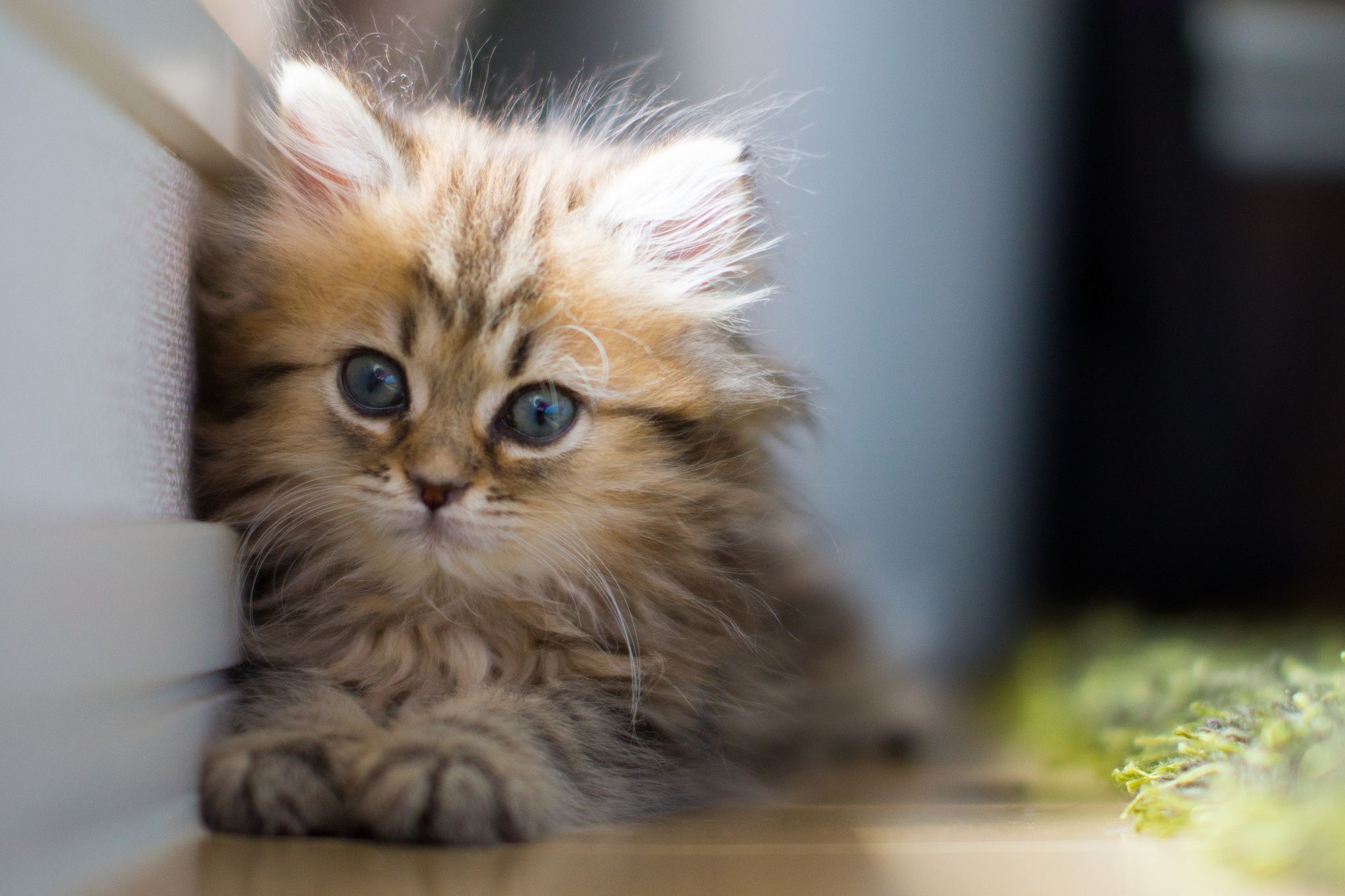 Gatti che fanno cose “strane”: il video