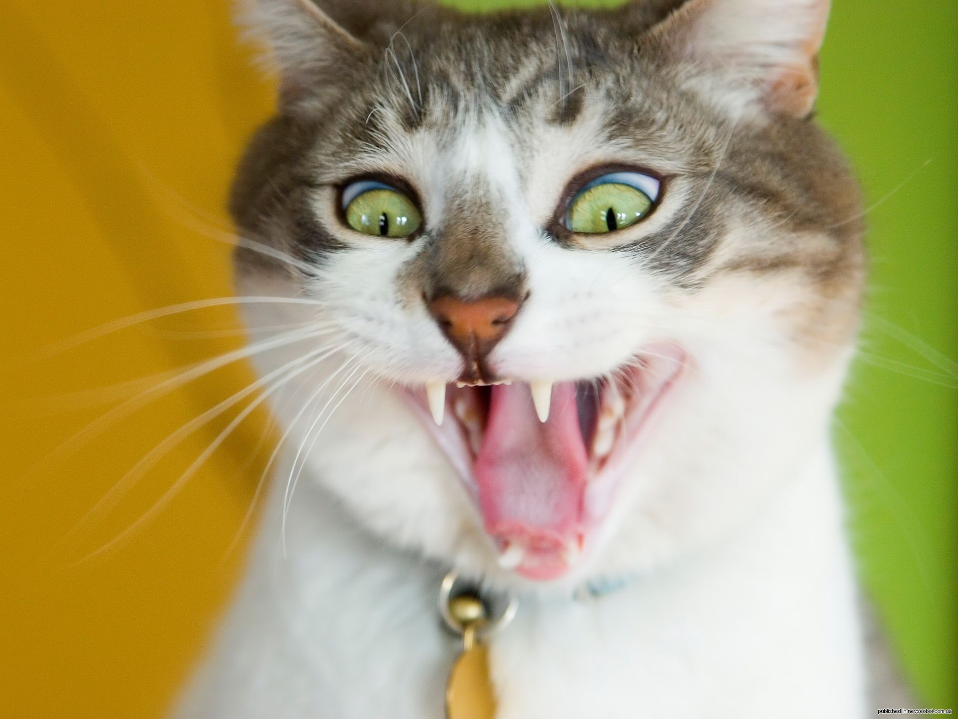 Gatti buffi che si spaventano: il video