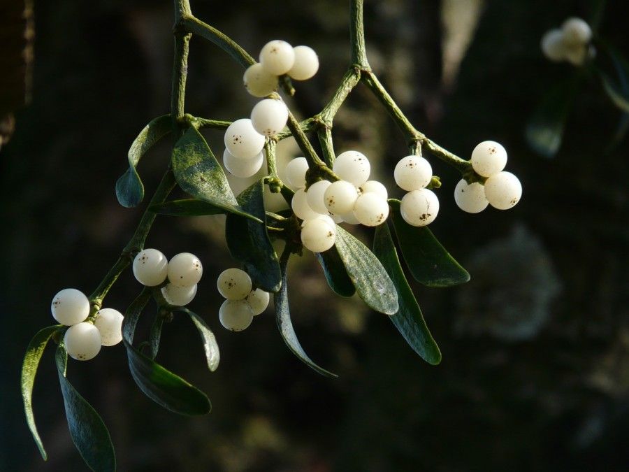 mistletoe-berries-16393_1280