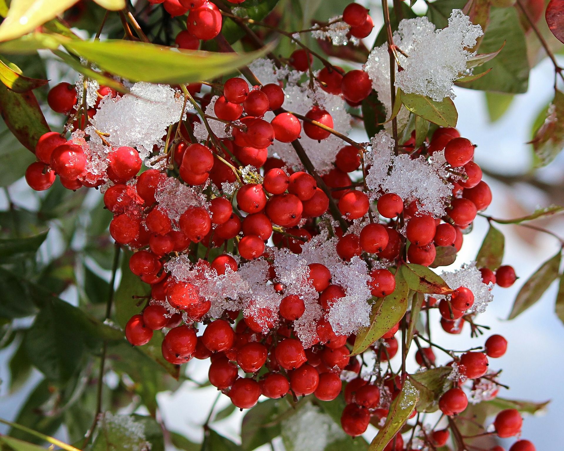 Bacche rosse per le decorazioni natalizie