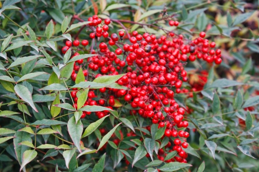 nandina domestica