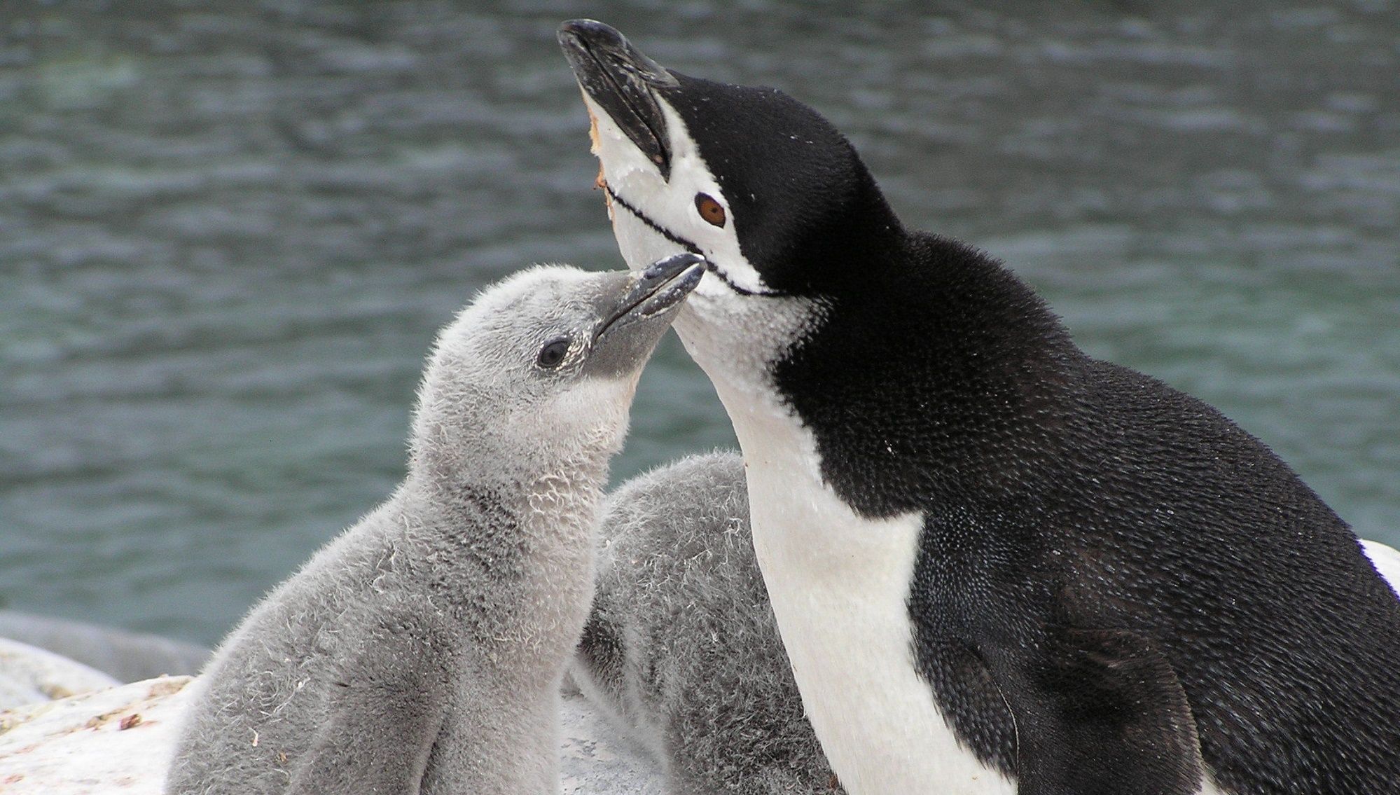 Il tenero video del pinguino che soffre il solletico