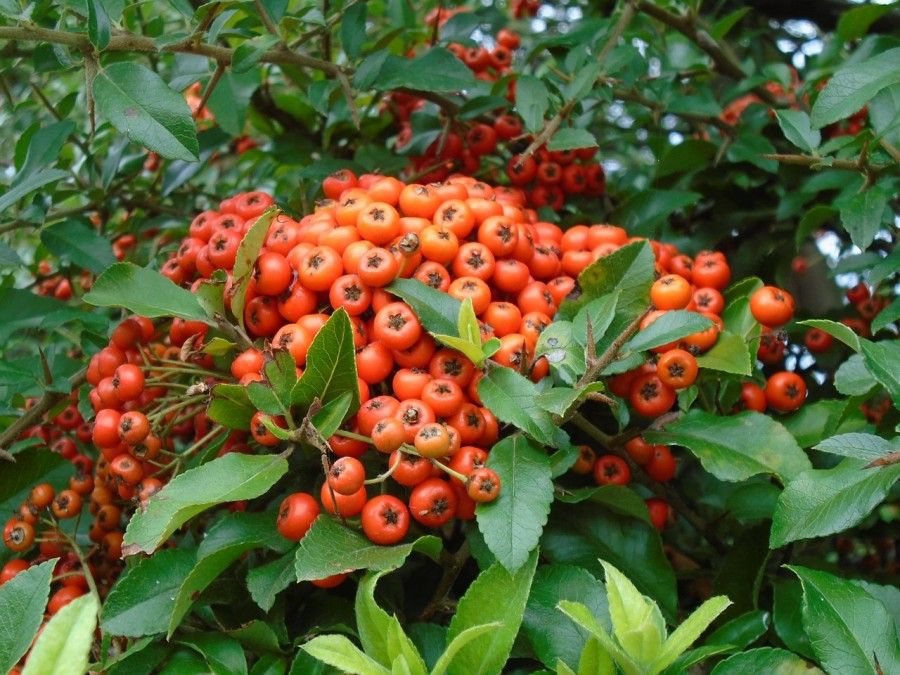 pyracantha