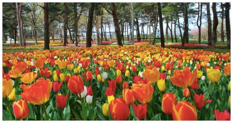 hitachi-park