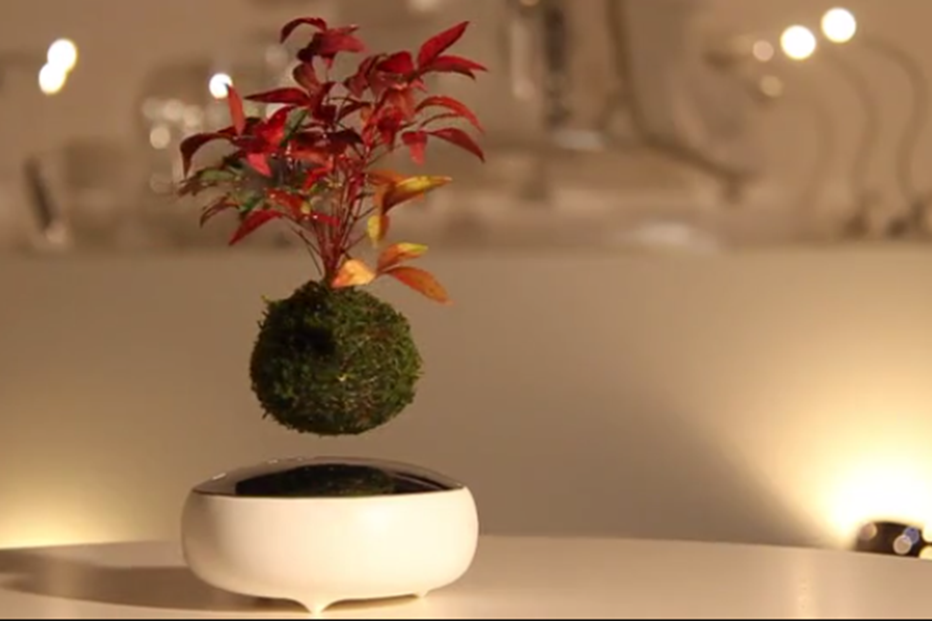 Air Bonsai, la pianta che fluttua nell’aria