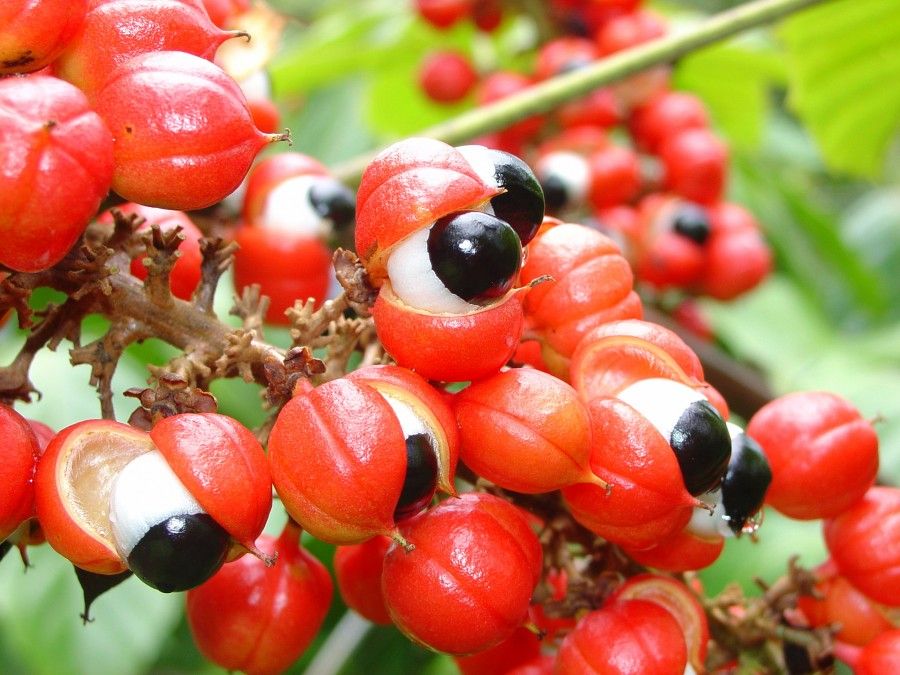 guarana