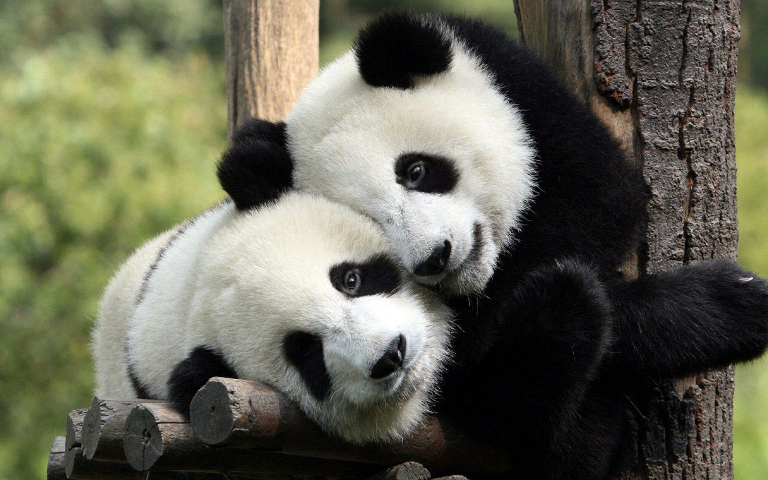 Vestirsi da panda per coccolare gli animali: il lavoro più bello del mondo