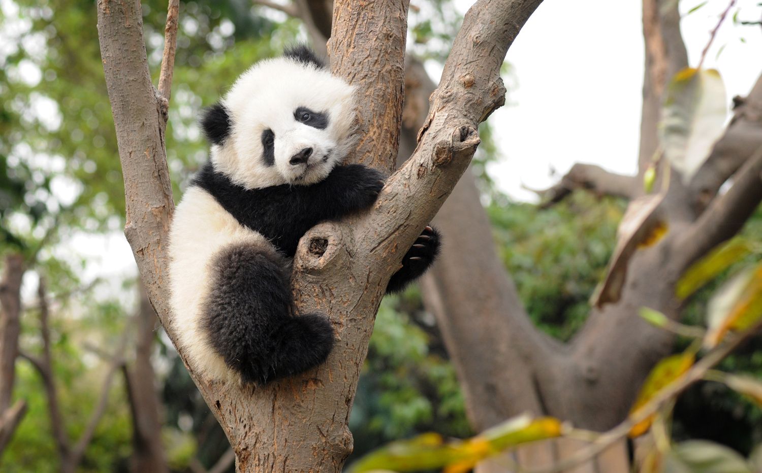 BABY PANDA ASLEEP IN TREE AT THE CHENGDU PANDA BREEDING AND RESEARCH CENTRE, SICHUAN, CHINA. 14/3/13. PICTURE BY CLARE KENDALL 07971 477316