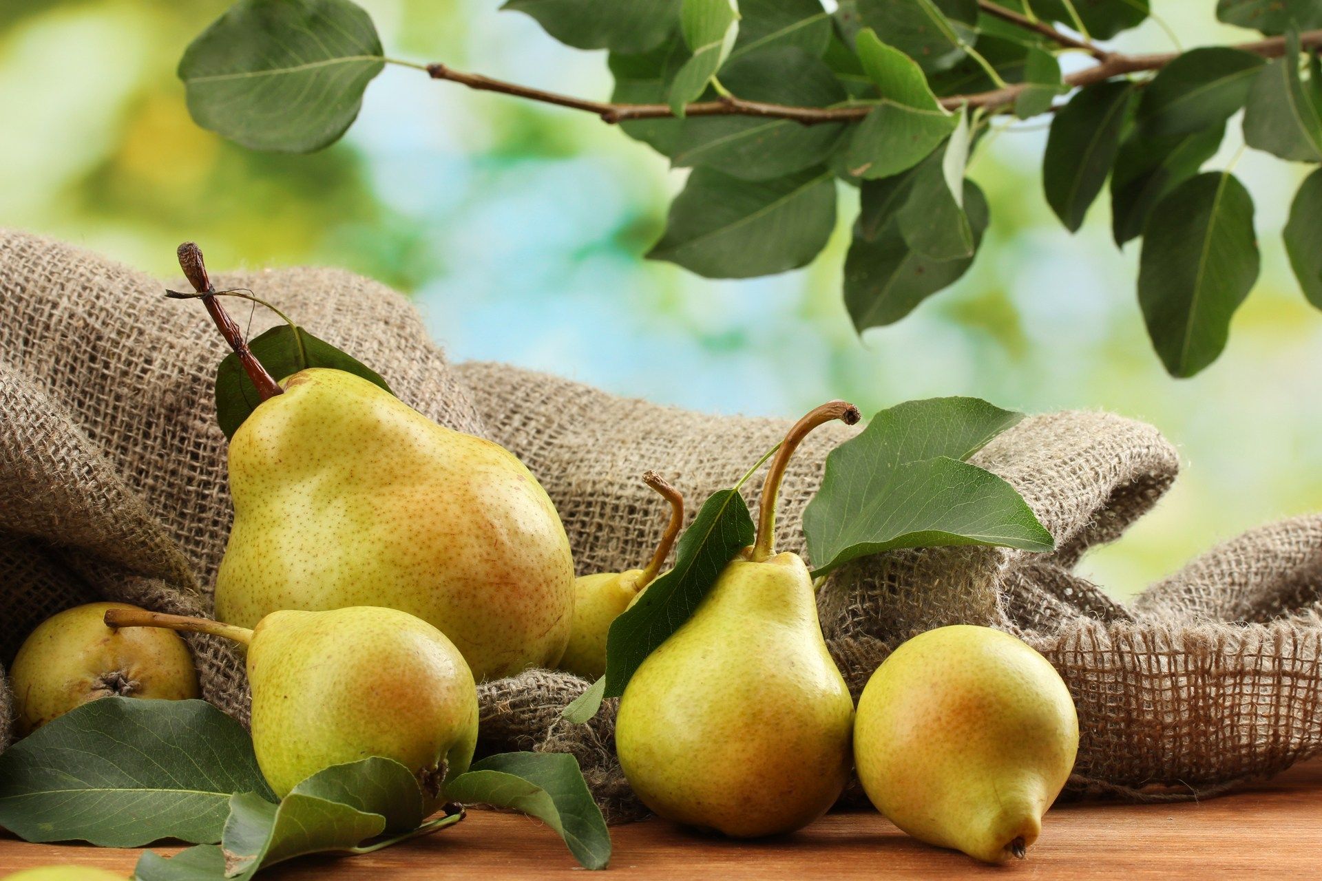 5 cose che non forse non sai sulle pere